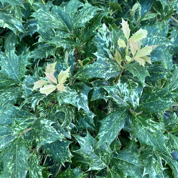 Osmanthus heterophyllus 'Tricolor'