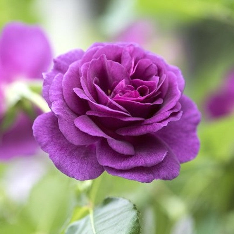 Rosa ‘Minerva’® - floribunda, parfumat