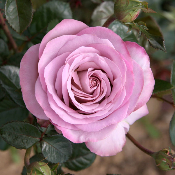 Rosa ‘Blue Girl’® - teahibrid, parfumat