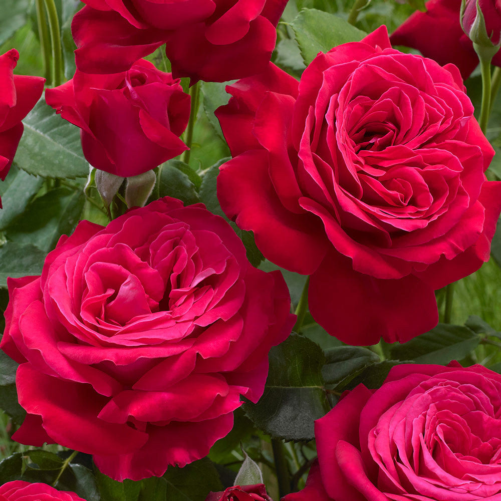 Rosa 'Dame De Coeur'® - teahibrid, parfumat