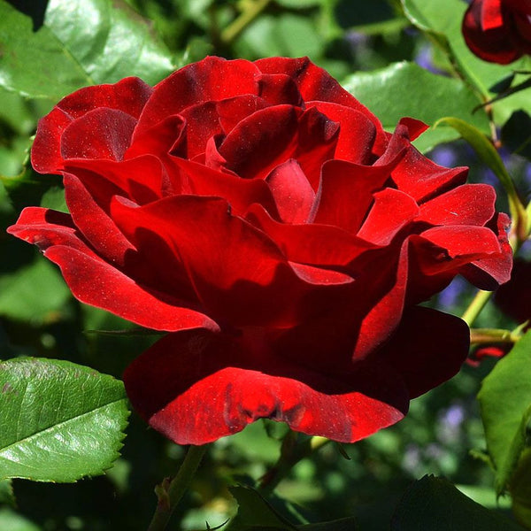 Rosa 'Dame De Coeur'® - teahibrid, parfumat