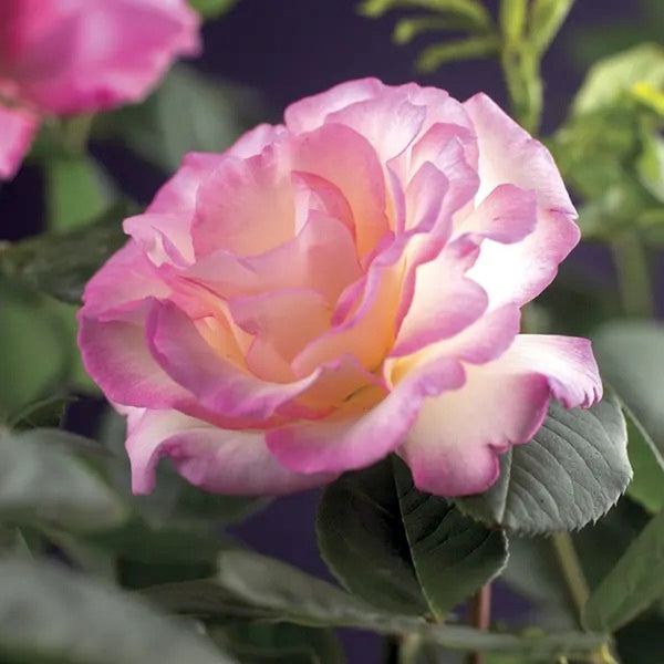 Rosa 'Pink Candy'® - floribunda, catarator, parfumat