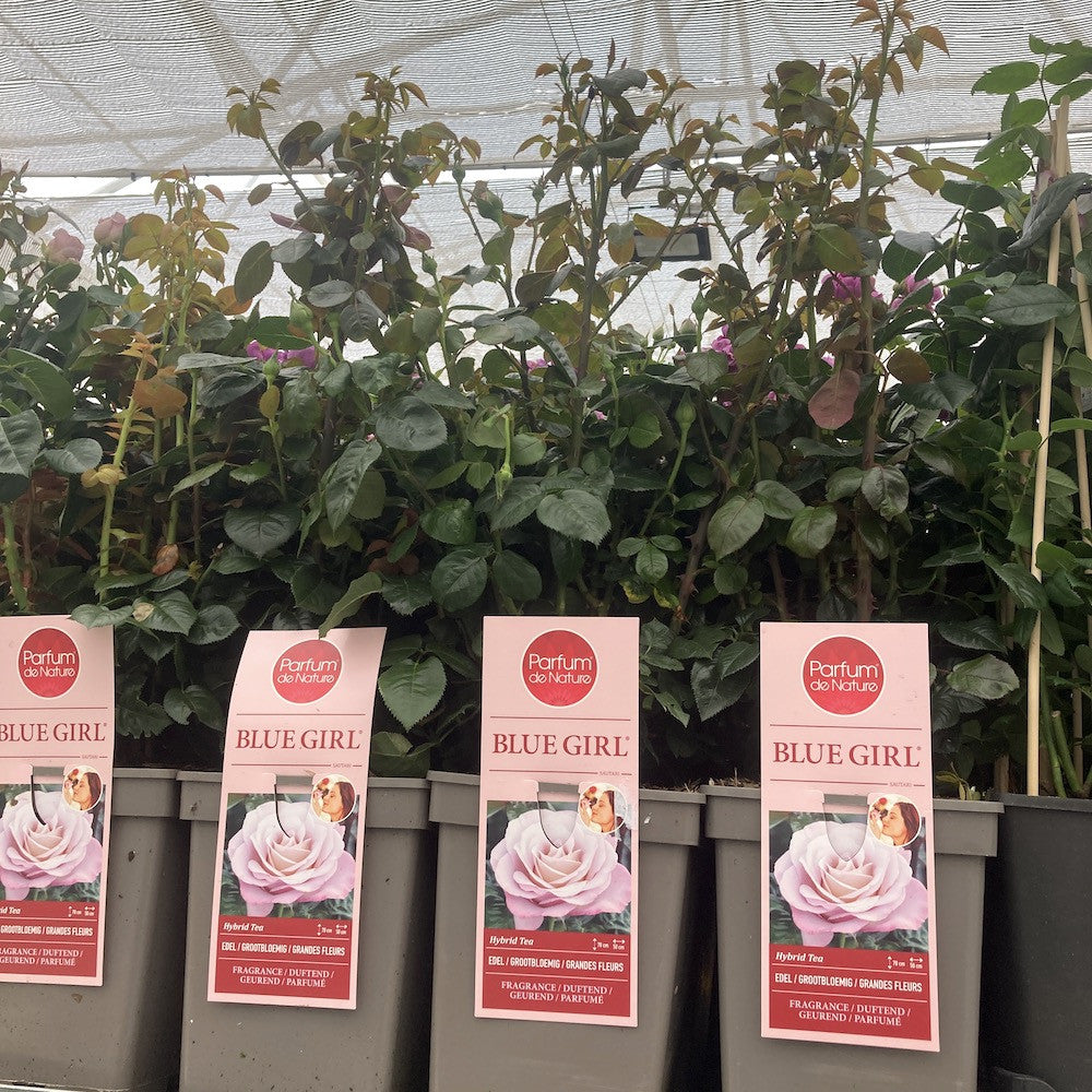 Rosa 'Blue Girl'® Trandafir teahibrid, parfumat – Secret Garden