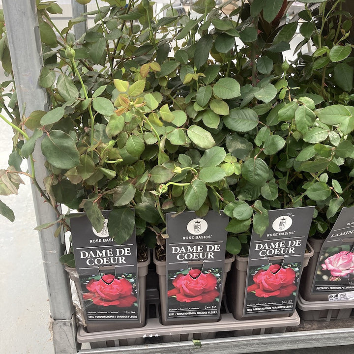 Rosa 'Dame De Coeur'® - teahibrid, parfumat