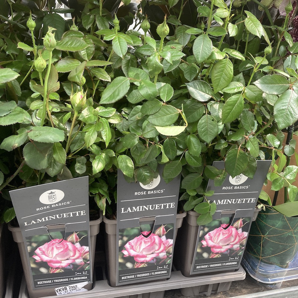 Rosa ‘Laminuette’® - floribunda, parfumat