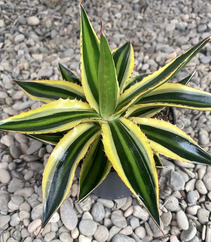 Agave lophantha 'Quadricolor'