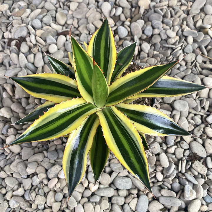 Agave lophantha 'Quadricolor'