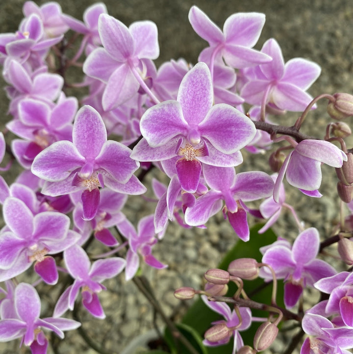 Phalaenopsis Equestris Rainbow Chip (equestris x cassandra)