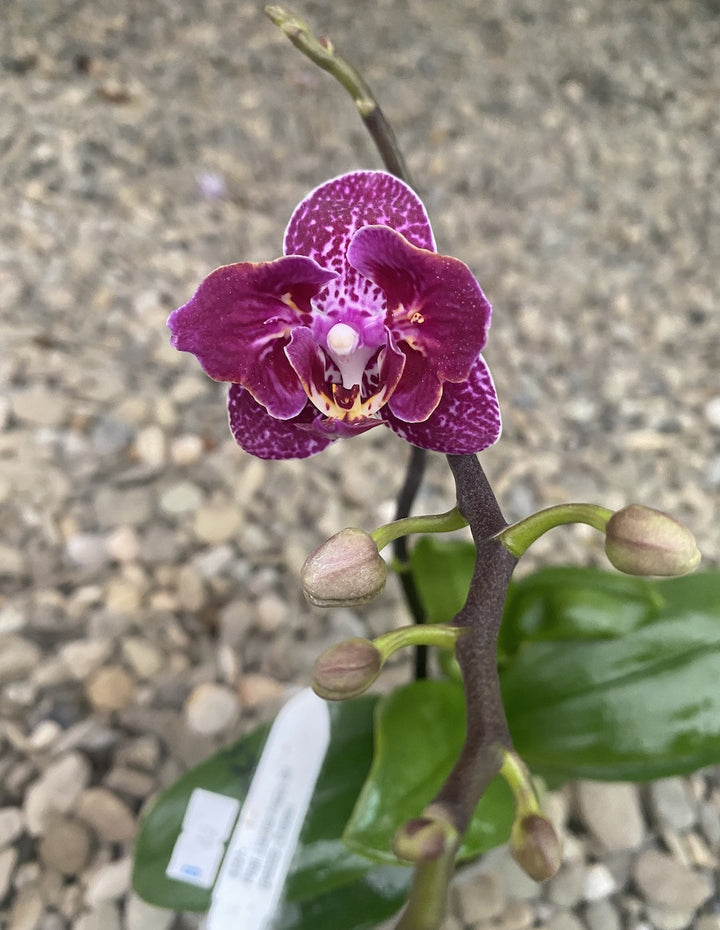 Phalaenopsis Lianher Happy Go (peloric - 2 eyes)