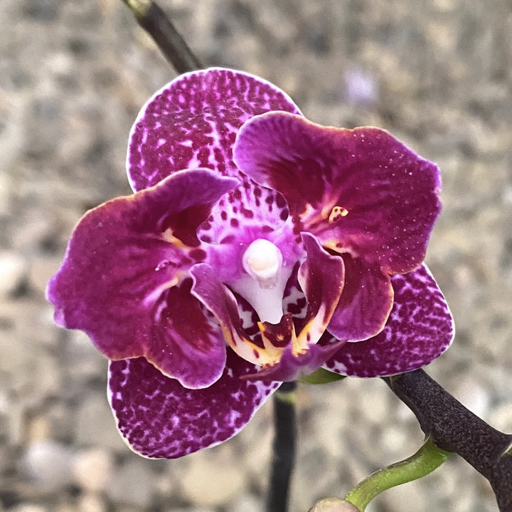 Phalaenopsis Lianher Happy Go (peloric - 2 eyes)