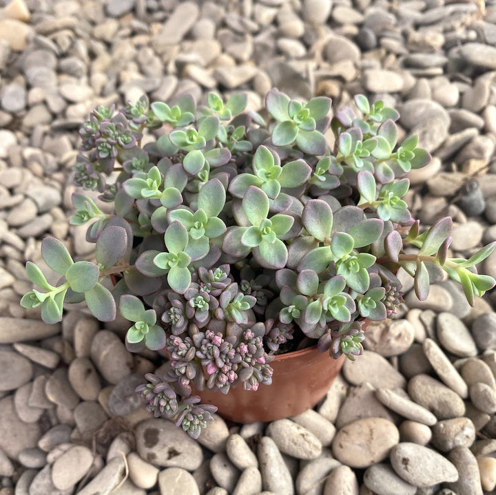 Sedum cyaneum 'Rosenteppich'