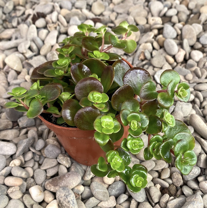 Sedum Coraf Reef Green/Red (Chinese sedum)