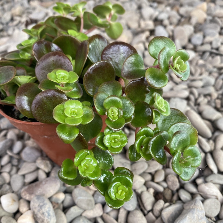 Sedum Coraf Reef Green/Red (Chinese sedum)