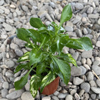 Alternanthera Bettzickiana