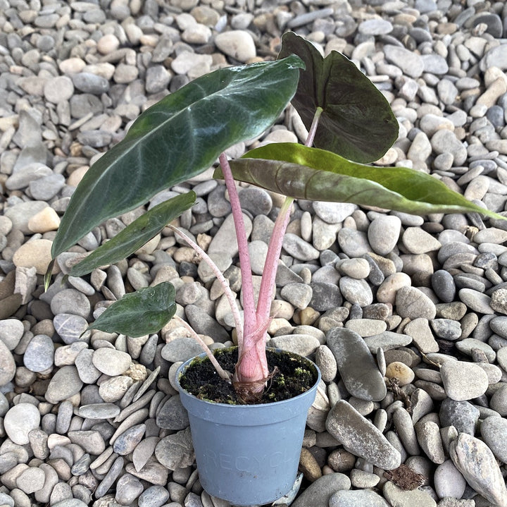 Alocasia Pink Dragon