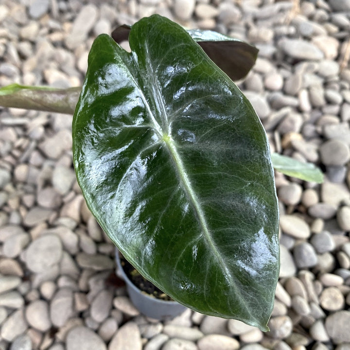 Alocasia Pink Dragon