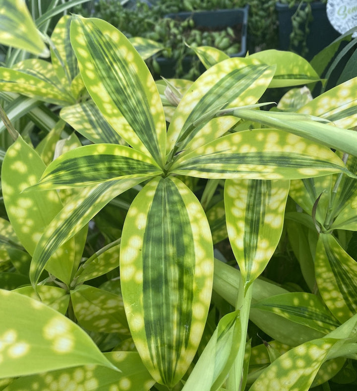 Dracaena surculosa 'Mike'