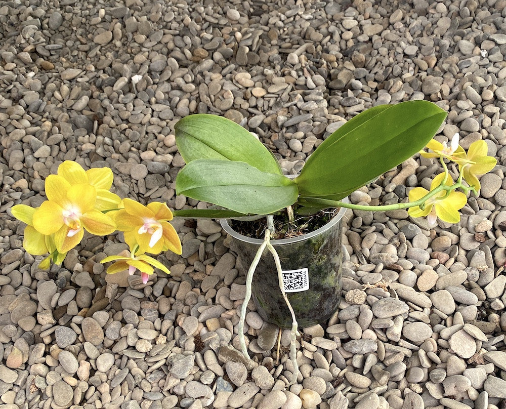 Phalaenopsis Yellow - parfumata