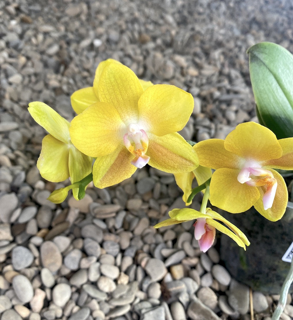 Phalaenopsis Yellow - parfumata