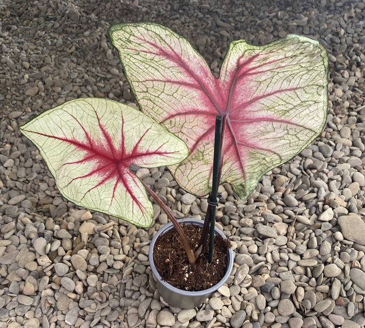 Caladium Fiesta