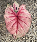 Caladium Fiesta