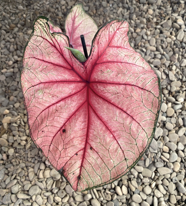 Caladium Fiesta