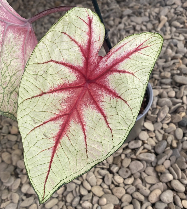 Caladium Fiesta