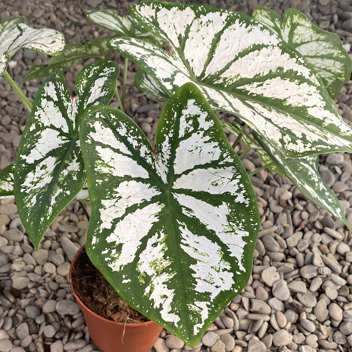 Caladium Pliage