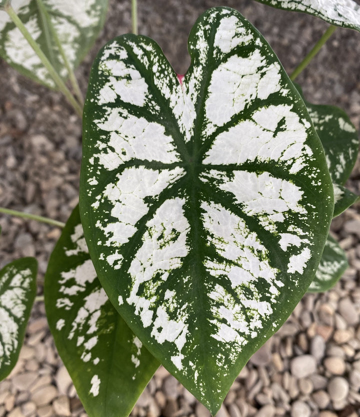 Caladium Pliage