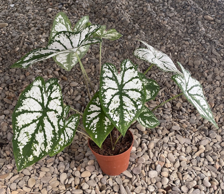 Caladium Pliage