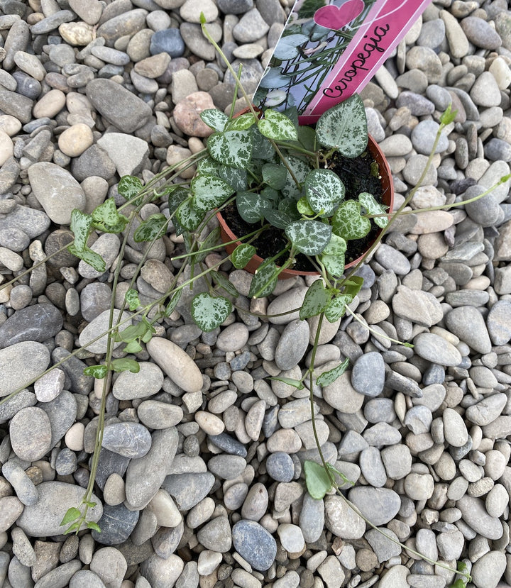 Ceropegia Woodii Super - String of Spades