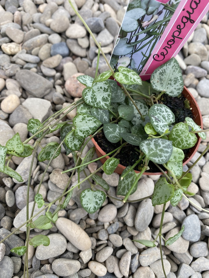 Ceropegia Woodii Super - String of Spades