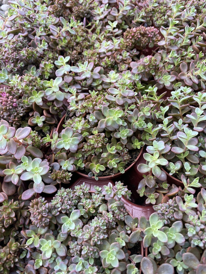 Sedum cyaneum 'Rosenteppich'