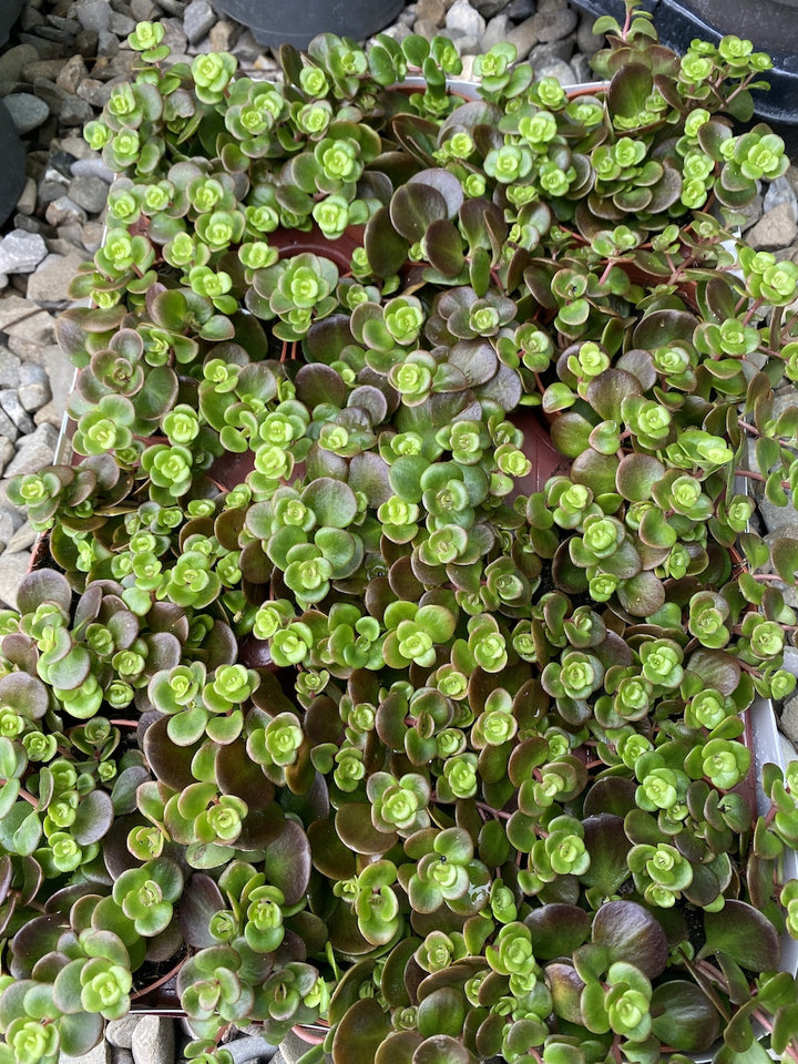 Sedum Coraf Reef Green/Red (Chinese sedum)