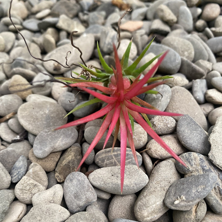 Tillandsia rosie, Ionantha red disponibila in magazin online la pret special!