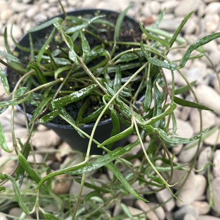 Ceropegia Linearis 'String of Needles'