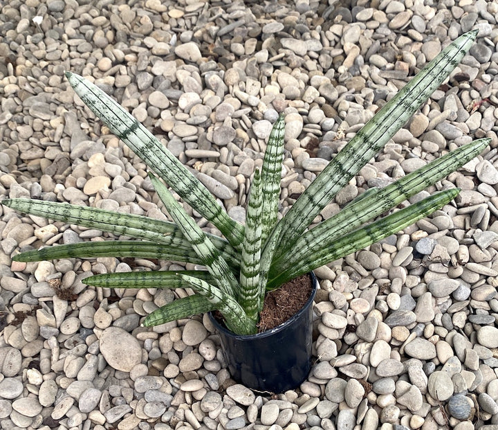 Sansevieria cylindrica Tiara Platinum