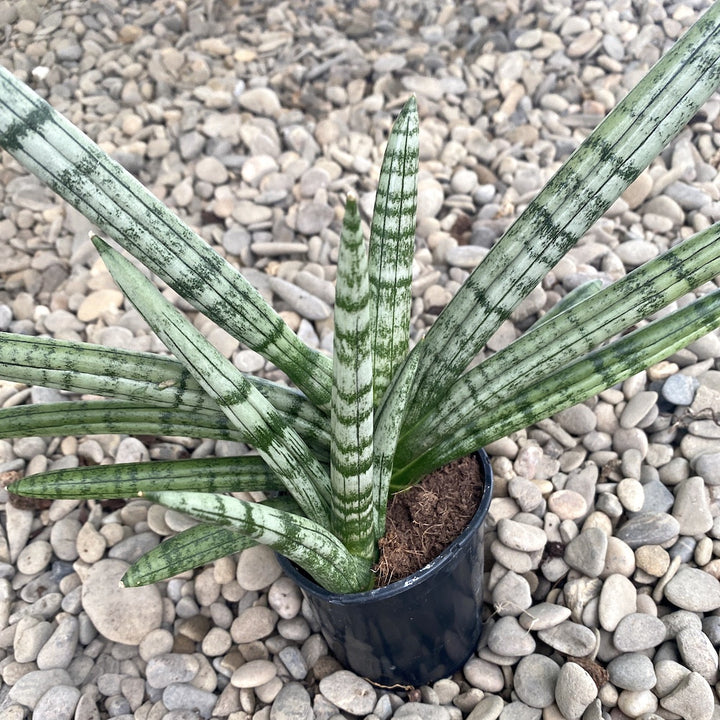 Sansevieria cylindrica Tiara Platinum