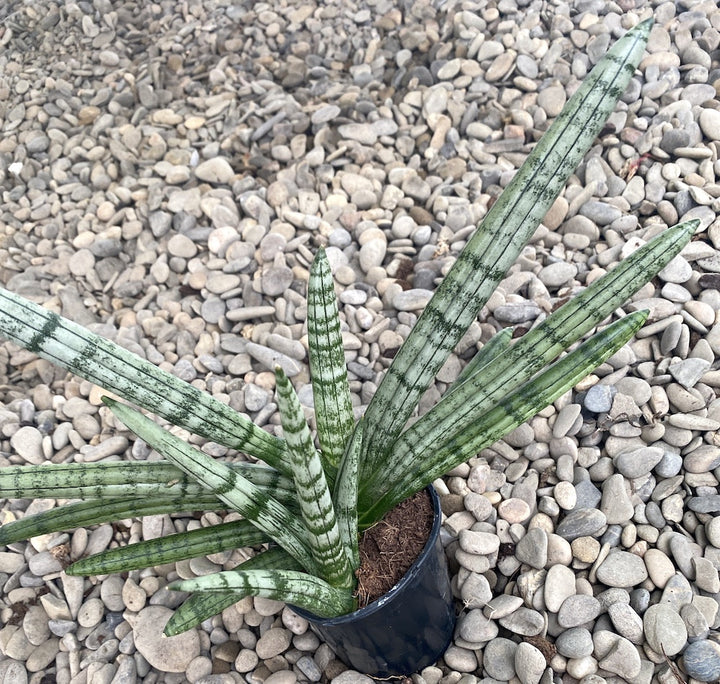 Sansevieria cylindrica Tiara Platinum