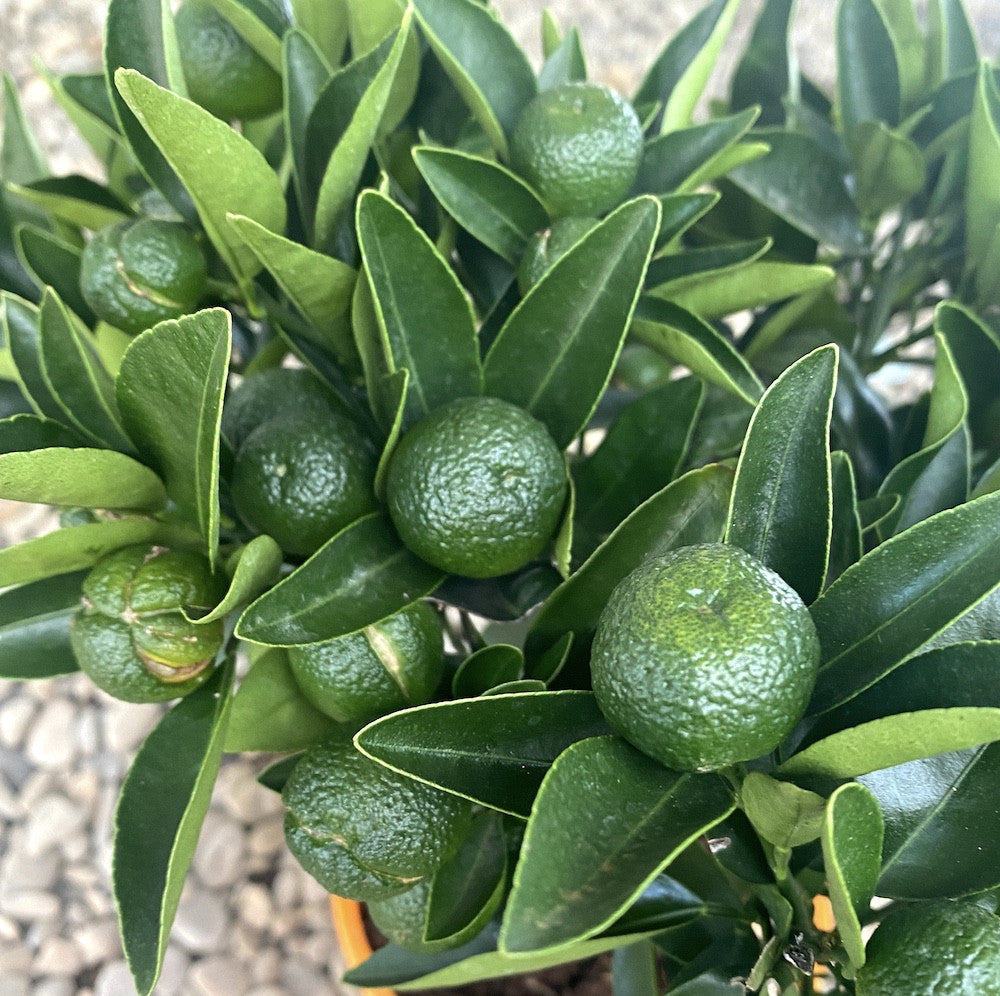Citrus Kumquat Osha cu fructe comestibile, pret atractiv, livrare rapida