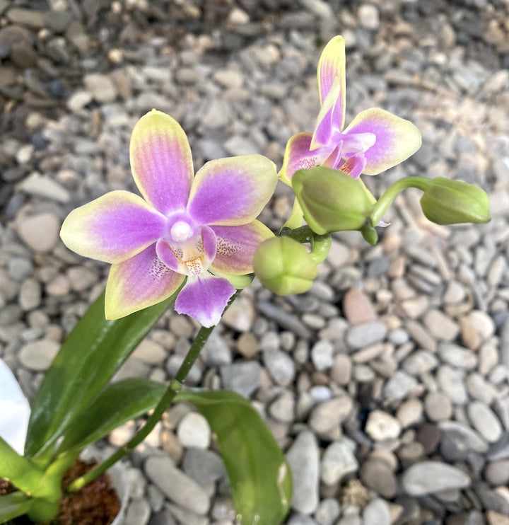 Orhidee Phalaenopsis Yaphon Pink Bee