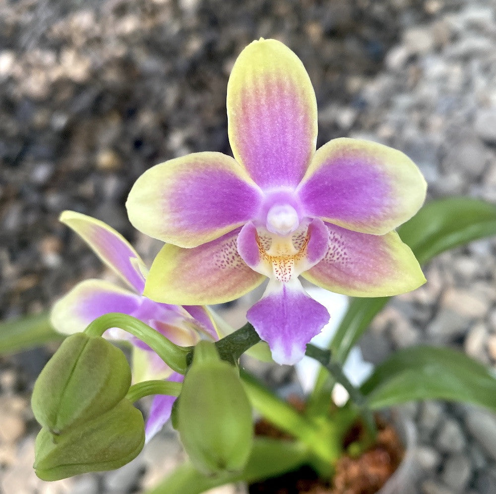 Phalaenopsis Yaphon Pink Bee (Phal. Cornustris x Phal. Yaphon Auspices ...