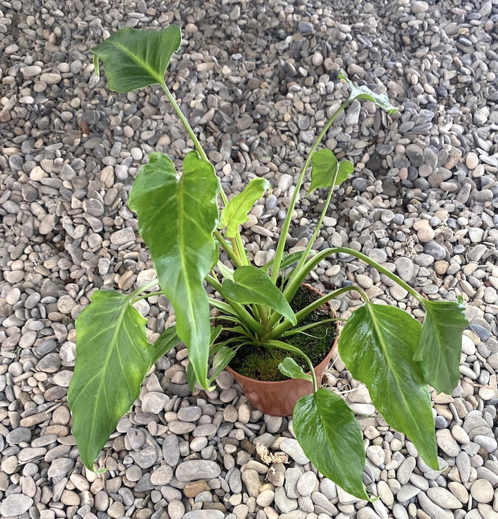 Philodendron Xanadu