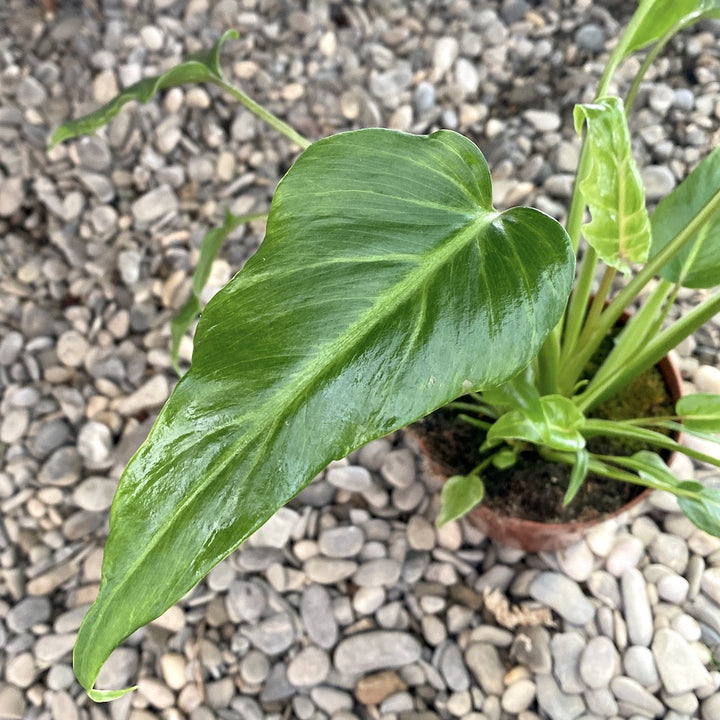 Philodendron Xanadu