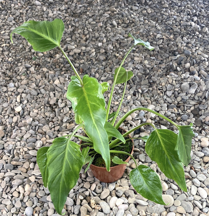 Philodendron Xanadu