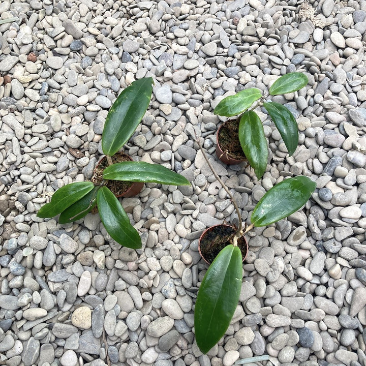 Hoya ilagiorum