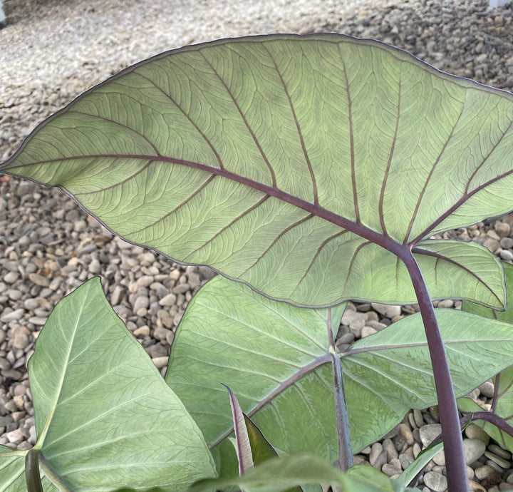 Xanthosoma sagittifolium ‘Frozen Planet’