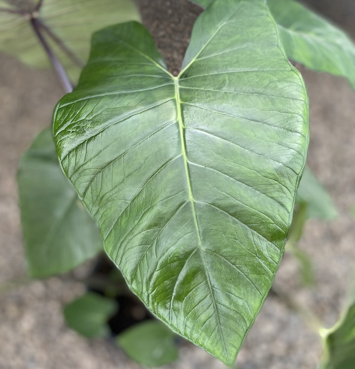 Xanthosoma sagittifolium ‘Frozen Planet’