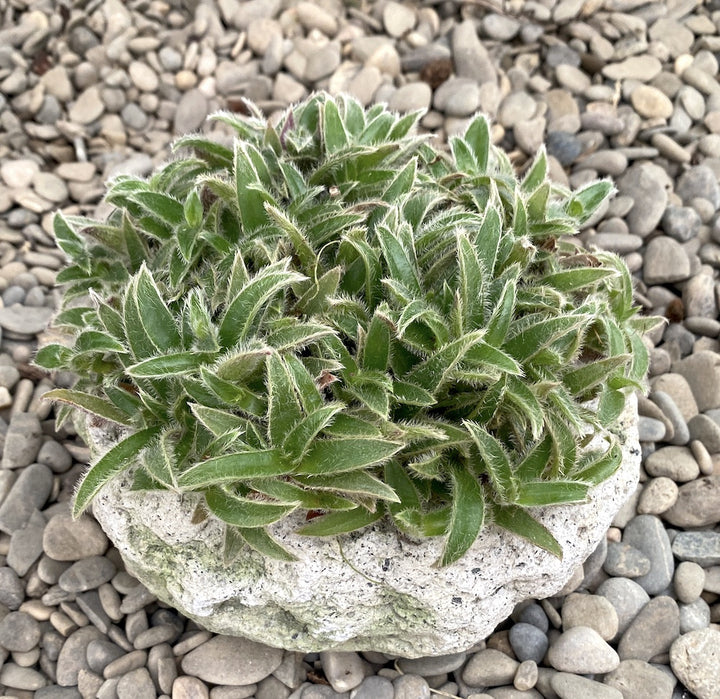 Cyanotis somaliensis (Tradescantia somaliensis)