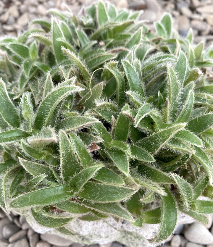 Cyanotis somaliensis (Tradescantia somaliensis)